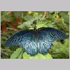 Papilio memnon - Asien - emmen-nl 01.jpg
